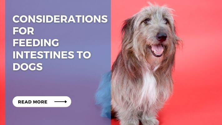 Considerations for Feeding Intestines to Dogs