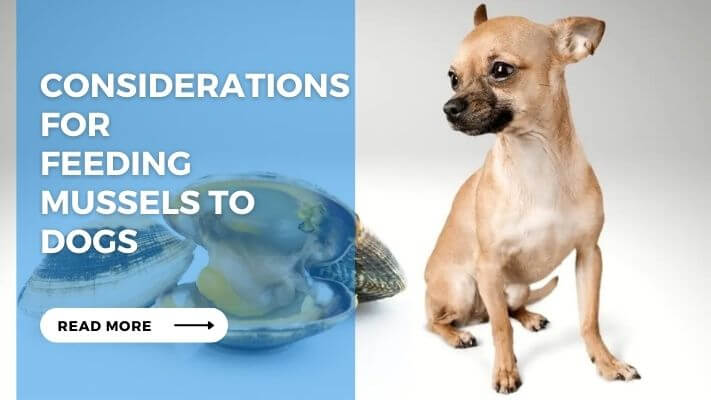 Considerations for  Feeding Mussels to Dogs