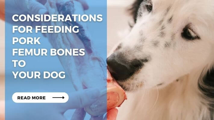 Considerations for Feeding Pork Femur Bones to Your Dog