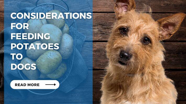 Considerations for Feeding Potatoes to Dogs