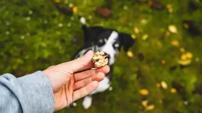 Are Granola Bars Safe for Dogs?