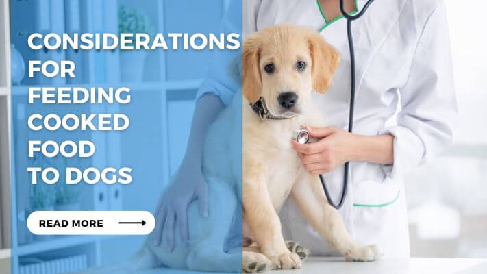 Considerations for feeding Cooked food to Dog