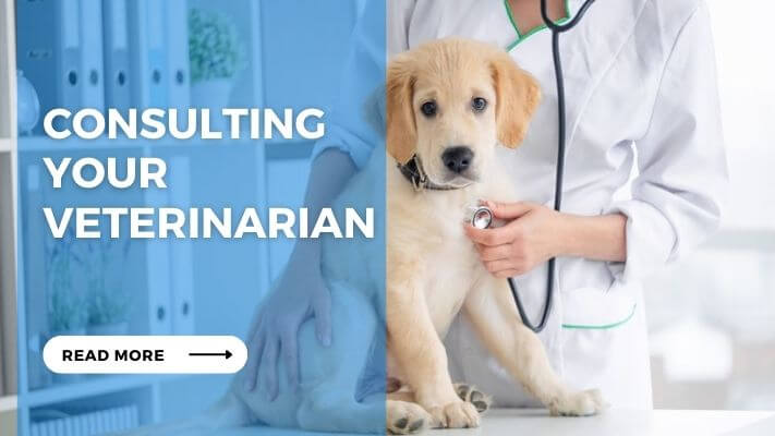 Consulting Your Veterinarian