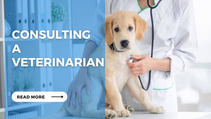 Consulting a Veterinarian