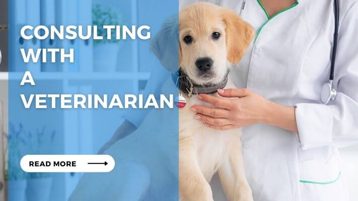 Consulting with a Veterinarian