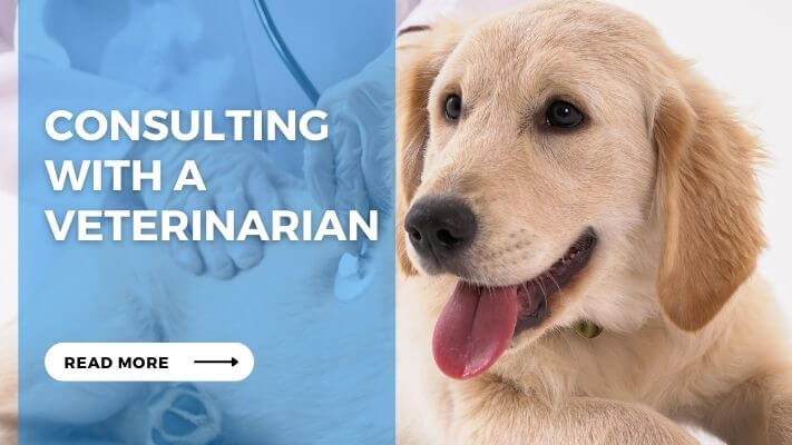 Consulting with a Veterinarian