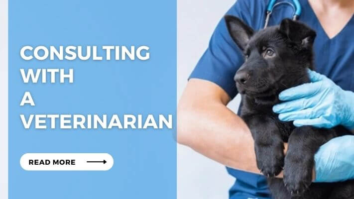 Consulting with a Veterinarian