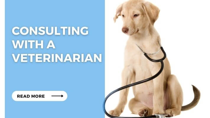 Consulting with a Veterinarian