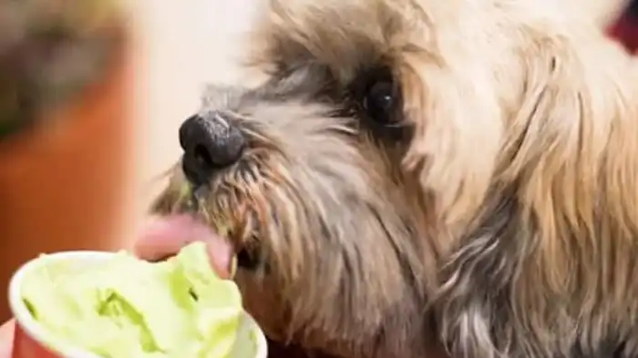 Dog Eating Green tea icecream