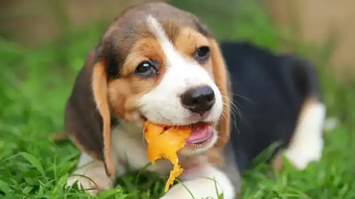 How to Feed Dried Papaya to Dogs?