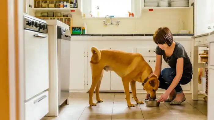 Can Dogs Eat Canned Ravioli?