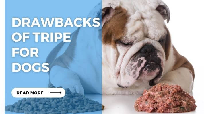 Drawbacks  of Tripe  for  Dogs