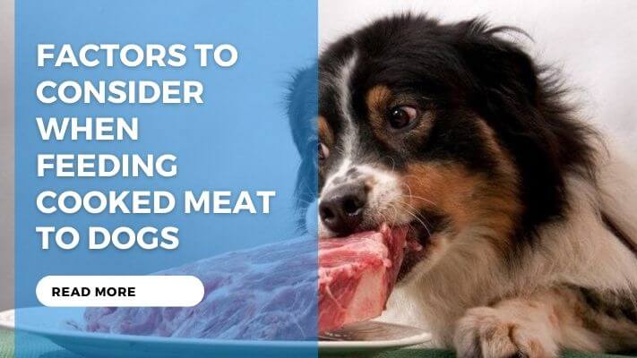 Factors to Consider When Feeding Cooked Meat to Dogs