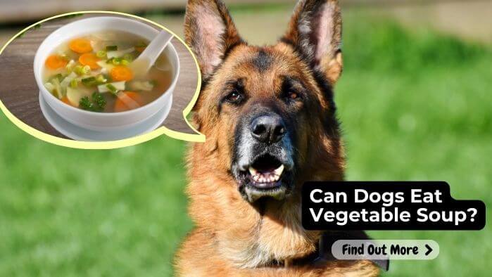 Can Dogs Eat Vegetable Soup