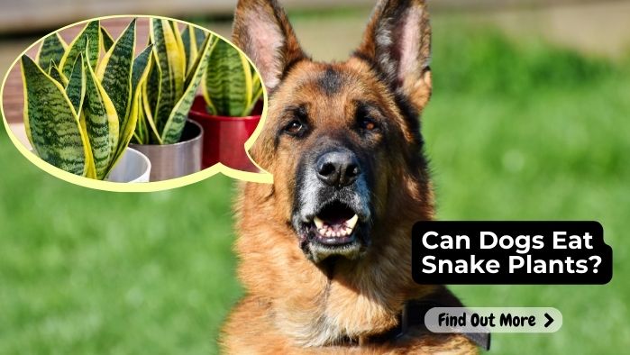 Can Dogs Eat Snake Plants