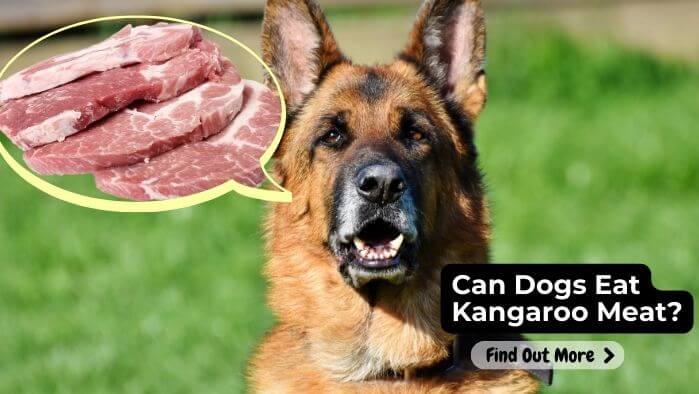 Can Dogs Eat Kangaroo Meat