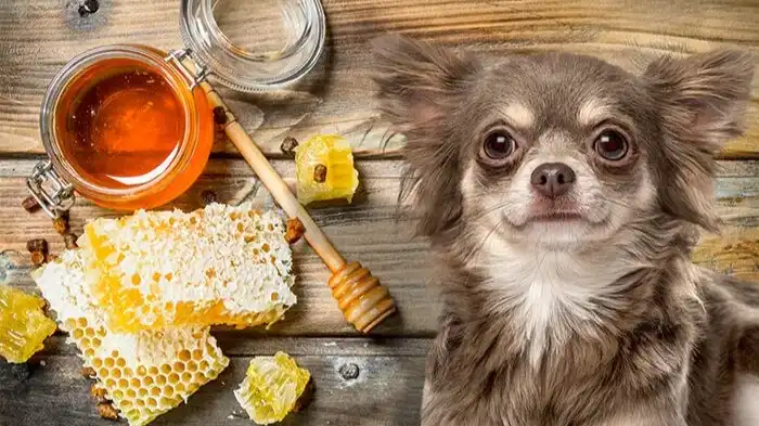 Featured image for Can Dogs Eat Agave Nectar