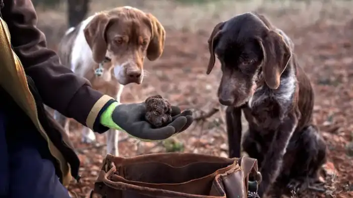 Featured image for Can Dogs Eat Black Truffles