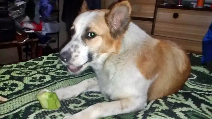 Featured image for Can Dogs Eat Bottle Gourd