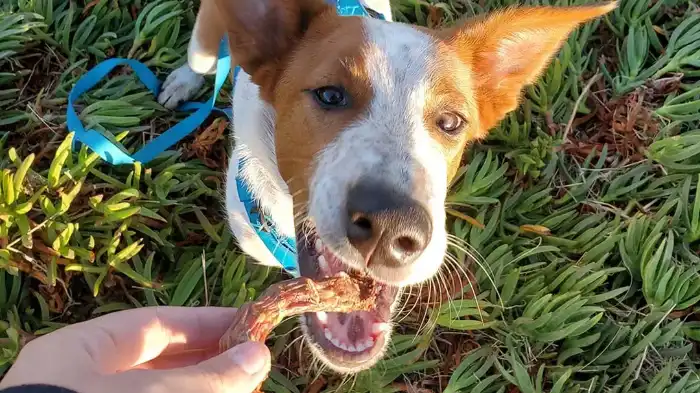 Featured image for Can Dogs Eat Cooked Chicken Necks