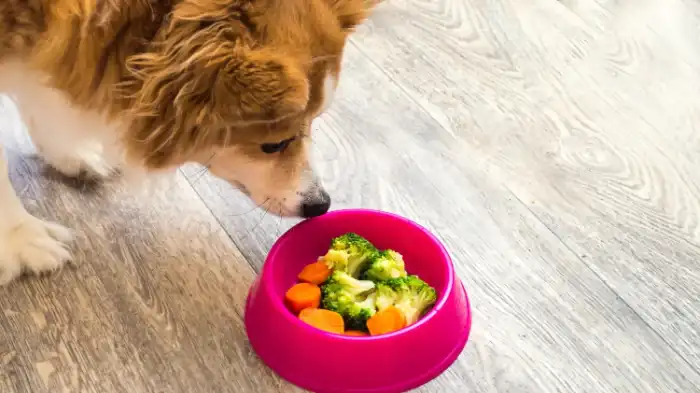 Featured image for Can Dogs Eat Frozen Mixed Vegetables