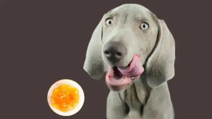 Featured image for Can Dogs Eat Marmalade