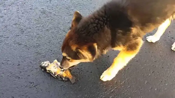 Featured image for Can Dogs Eat Rockfish