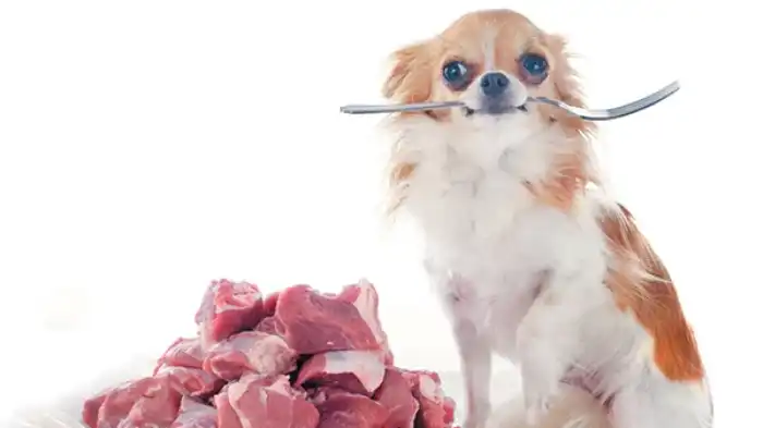 Featured image for can dogs eat muscles