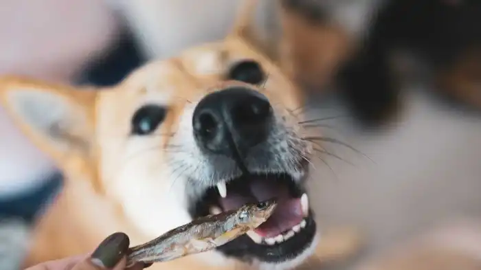Featured image for can dogs eat smelt