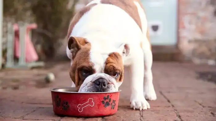 Featured image for can dogs eat spanish rice