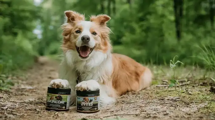 Featured image for can dogs eat whey protein