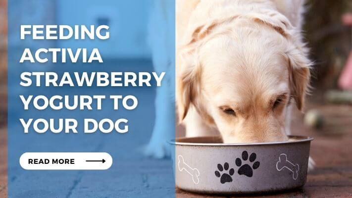 Feeding Activia Strawberry Yogurt to Your Dog