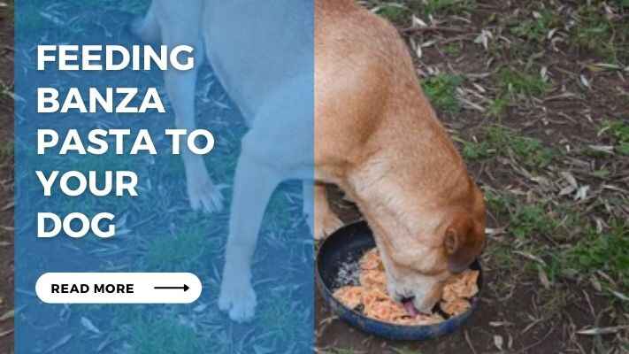 Feeding Banza Pasta to Your Dog