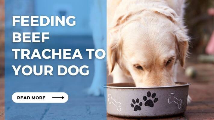 Feeding Beef Trachea to Your Dog