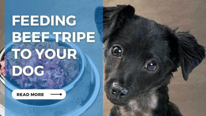 Feeding Beef Tripe to Your Dog