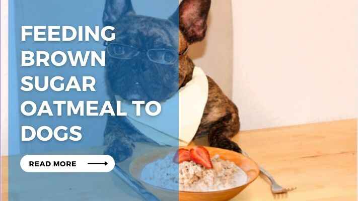 Feeding Brown Sugar Oatmeal to Dogs