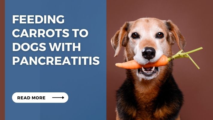 Feeding Carrots to Dogs with Pancreatitis