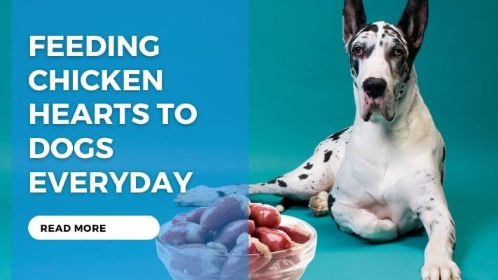 Feeding Chicken Hearts to Dogs Everyday