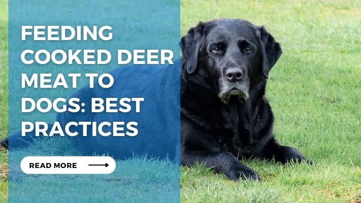 Feeding Cooked Deer Meat to Dogs: Best Practices