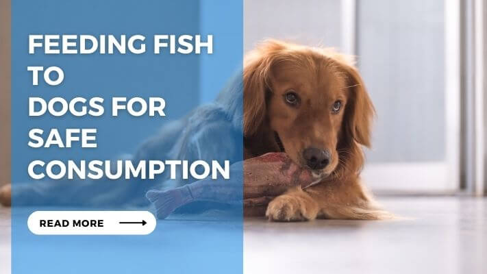 Feeding Fish to Dogs for Safe Consumption