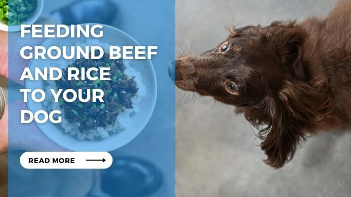 Feeding Ground Beef and Rice to Your Dog