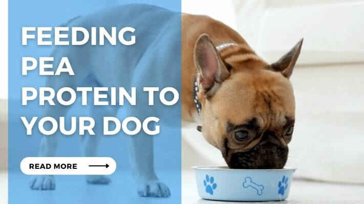 Feeding Pea Protein to Your Dog