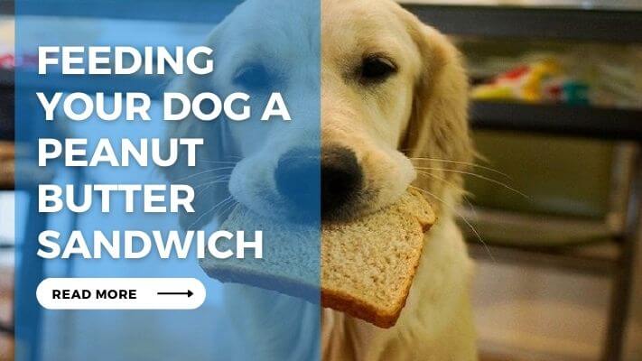 Feeding Your Dog a Peanut Butter Sandwich