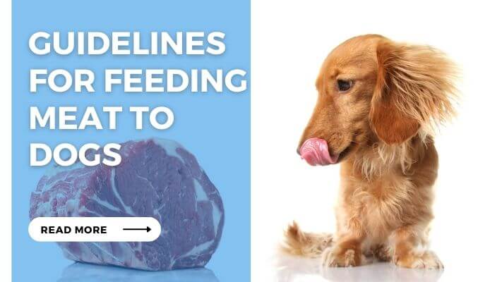 Guidelines  for Feeding  Meat to  Dogs