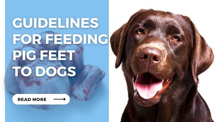 Guidelines  for Feeding  Pig Feet  to Dogs