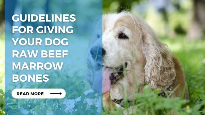 Guidelines for Giving Your Dog Raw Beef Marrow Bones