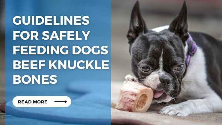 Guidelines for Safely Feeding Dogs Beef Knuckle Bones