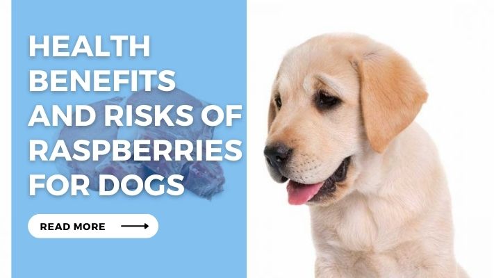 Health Benefits and Risks of Raspberries for Dogs