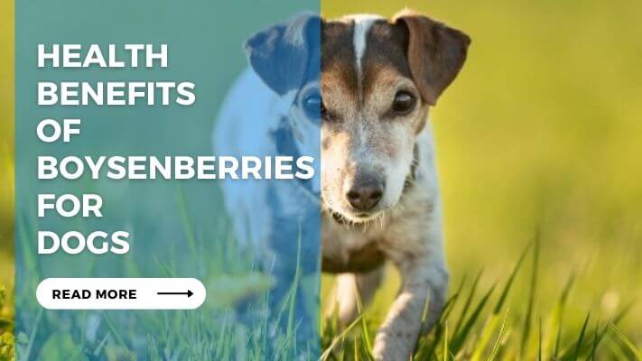 Health Benefits of Boysenberries for Dogs