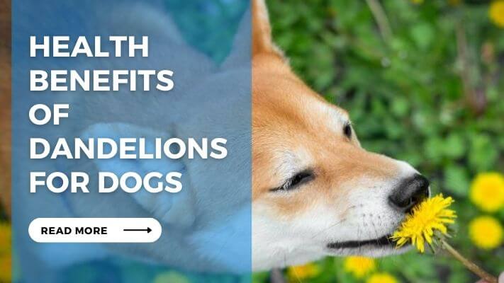 Health Benefits of Dandelions for Dogs